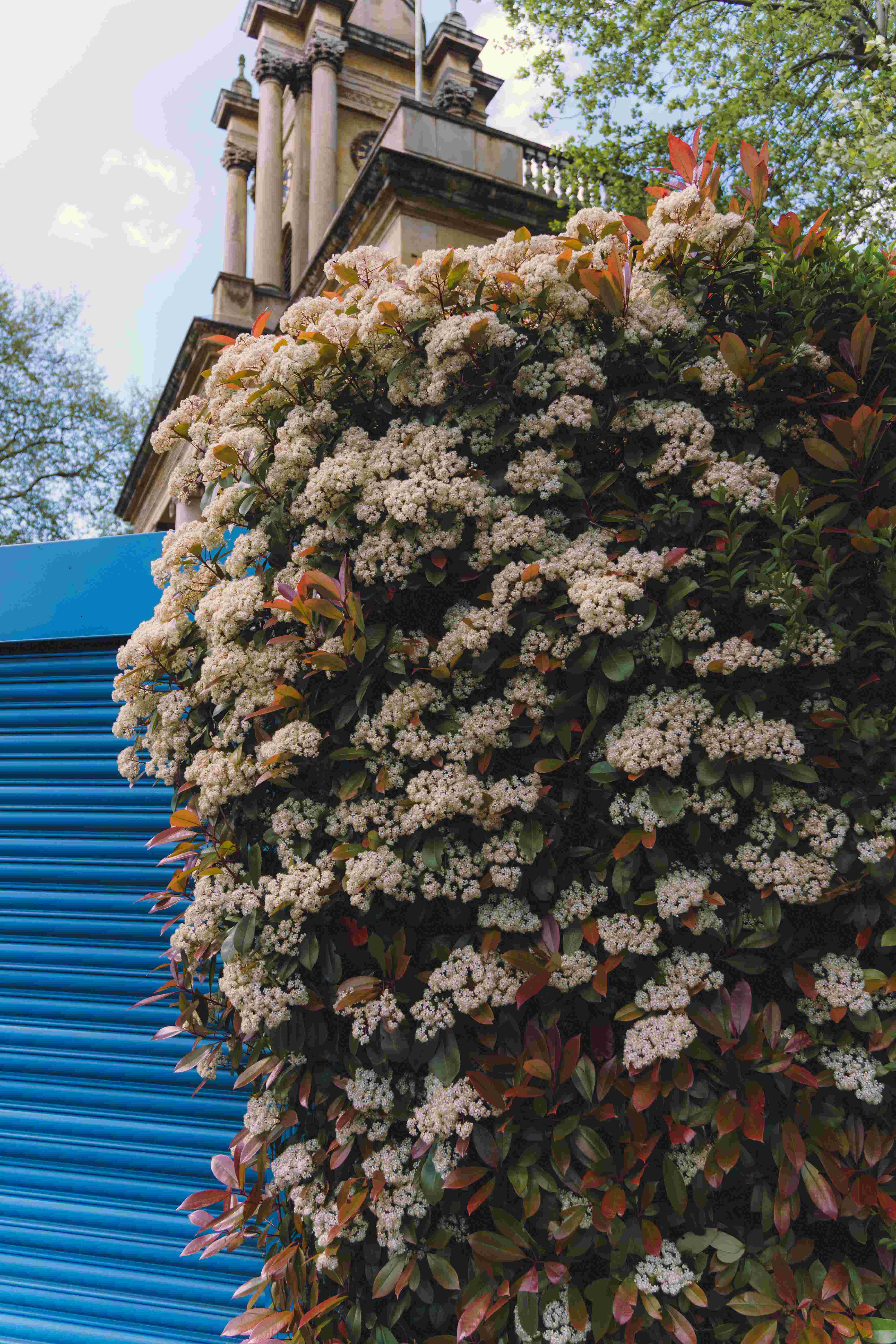 A Photinia Bush